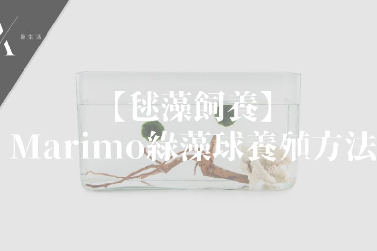 marimo飼養
